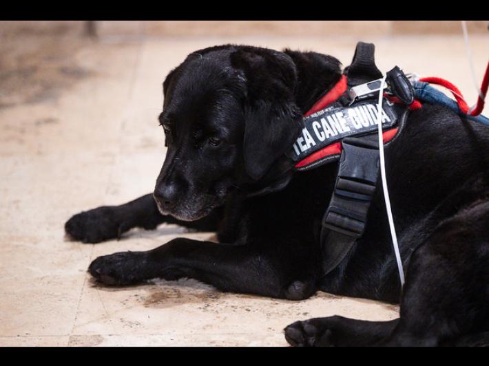 'Niente cani sul mio taxi', non vedente lasciata a piedi a Pescara