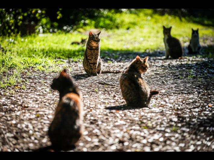 Sparizione di gatti a Cogne (25 in un mese),  la procura di Aosta apre un'inchiesta