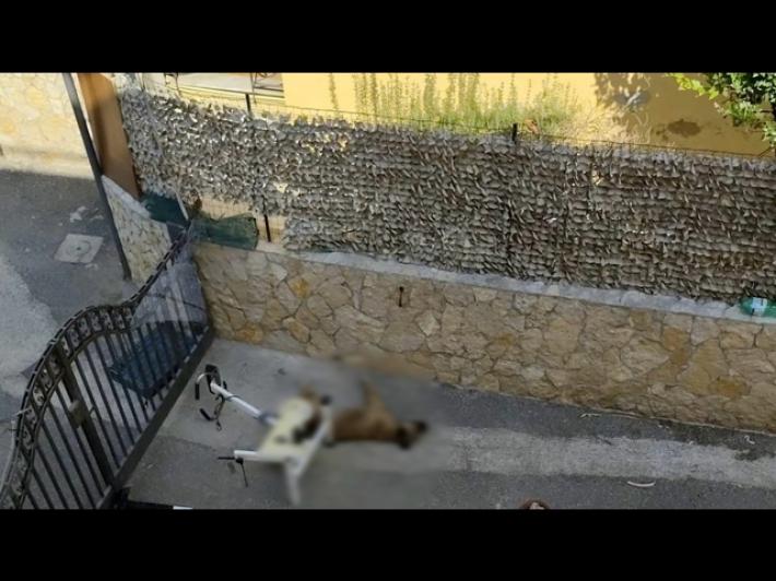 Parte per le vacanze, cane lasciato al sole muore di stenti