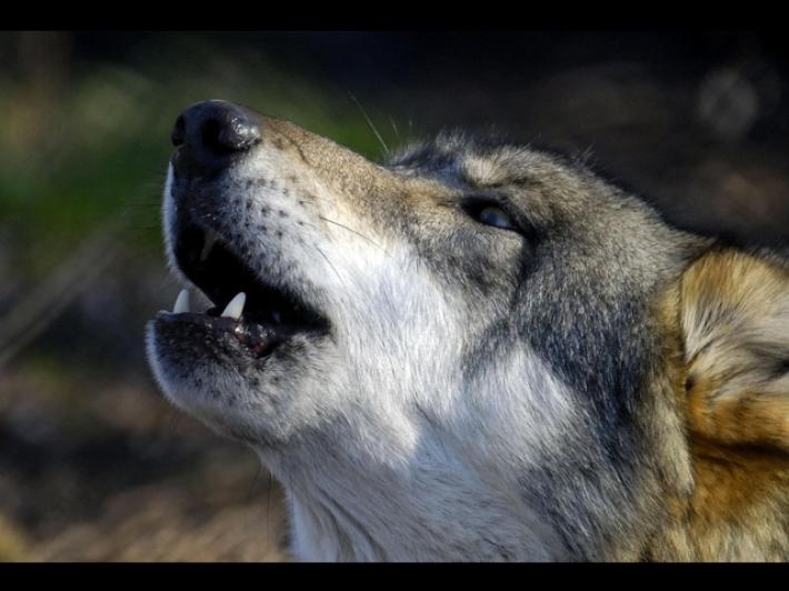 Un lupo maschio abbattuto nella notte in Alto Adige