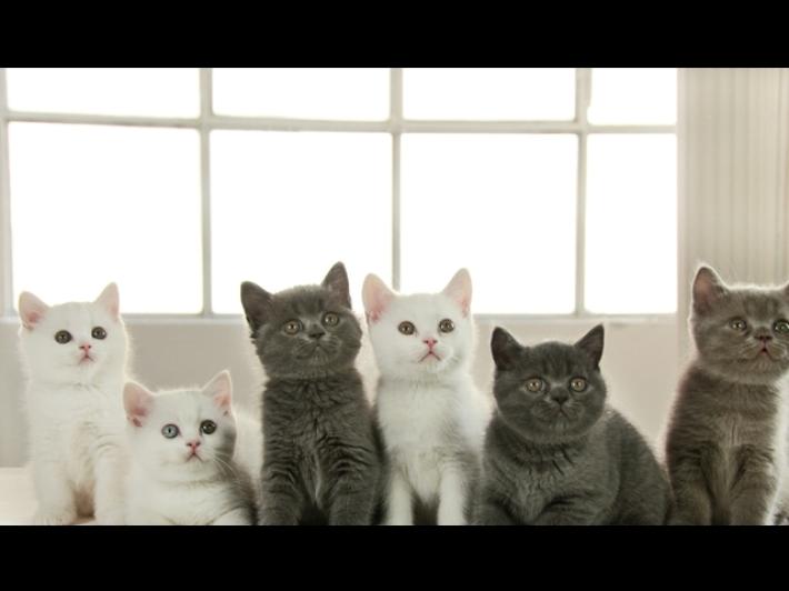 Al via il corso per diventare balia di gattini