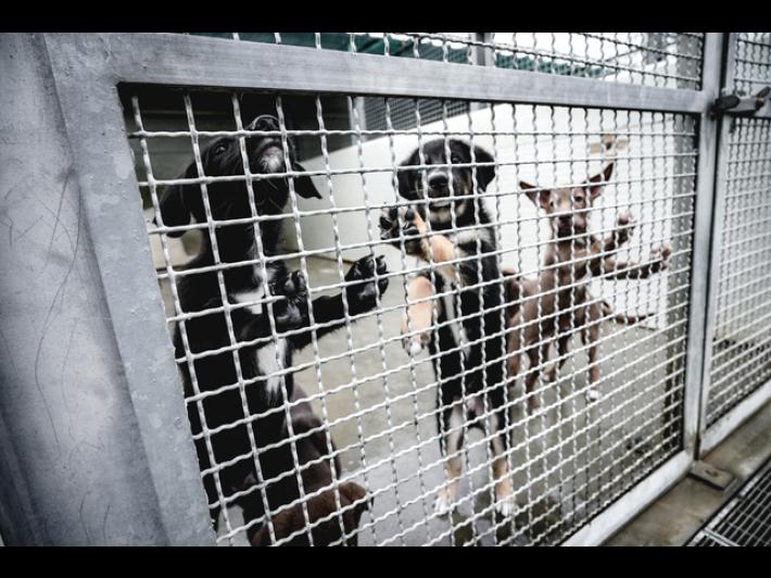 Cane sgozzato in strada nell'Agrigentino