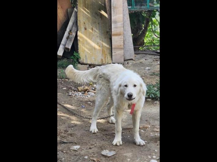 Tiene cane alla catena, mille euro di multa con legge Brambilla