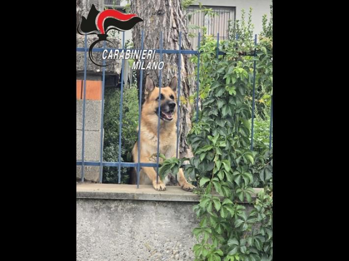 Va in vacanza e lascia il cane in cortile, denunciato