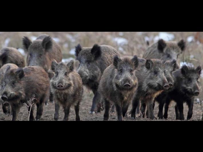 A Sestri Levante un cinghiale insegue un ragazzo in motorino e lo fa cadere: 19enne ferito in stato di choc