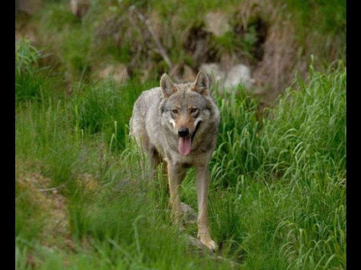 Lessinia trentina, eseguito decreto di abbattimento di un lupo