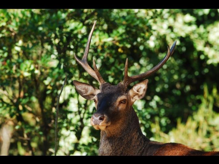 Stop alle auto di notte per tutelare il canto d'amore dei cervi