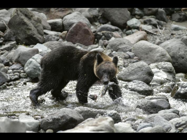 Emergenza orsi in Giappone, 12 morti in sei mesi