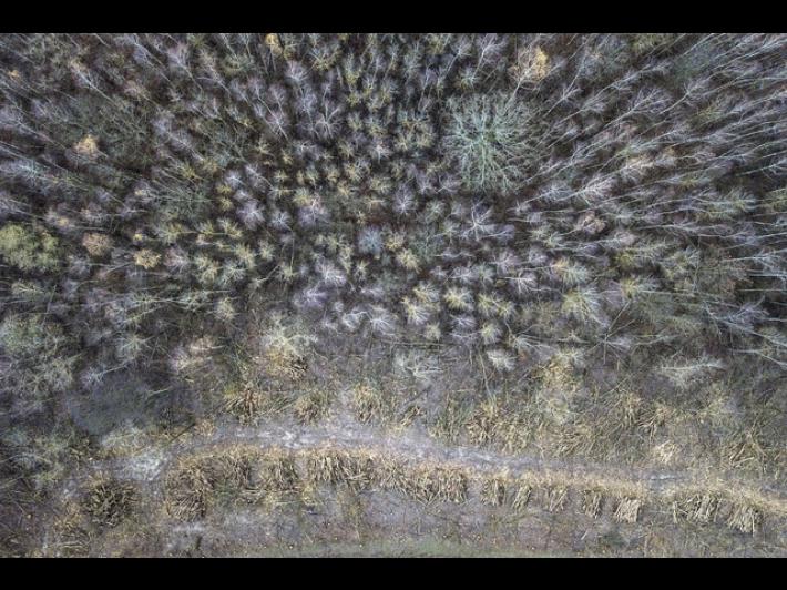 "Salviamo la famiglia nel bosco": oltre 7mila firme online