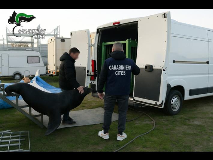 Carabinieri sequestrano un leone marino, proprietario denunciato