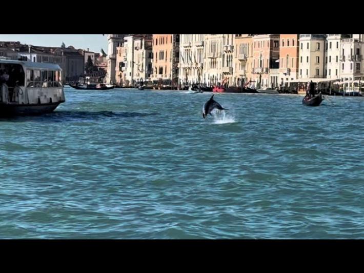 Il delfino Mimmo dribbla controlli e torna in bacino di S. Marco