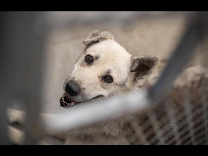 Abbandona cane sul balcone, che cade e muore, multa 5mila euro