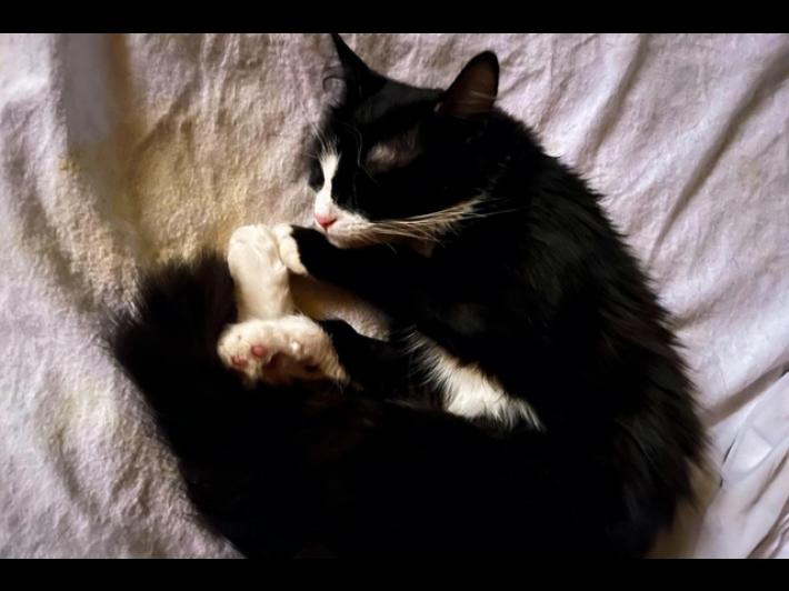 Tac al gatto in ospedale, chiesti tre rinvii a giudizio