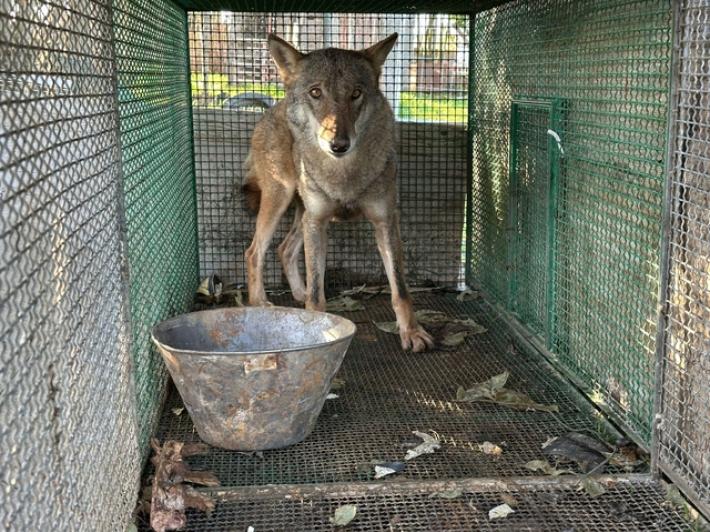 Traffico di droga, anche un lupo selvatico trovato in una gabbia