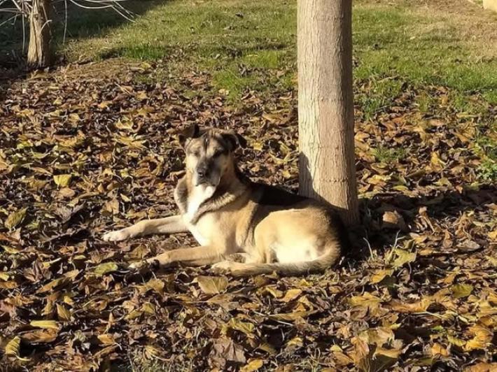 Morto cane spaventato dai botti al canile di Firenze, il cuore ha ceduto