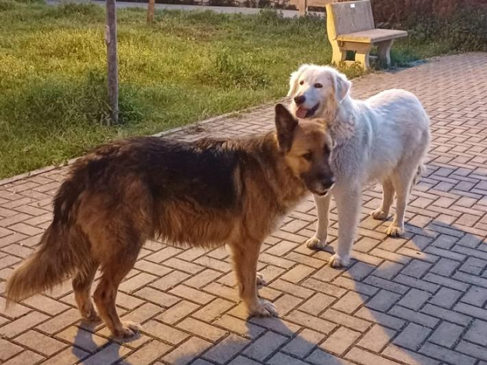 Due cani uccisi a Taranto, Brambilla 'applicare il massimo della pena'