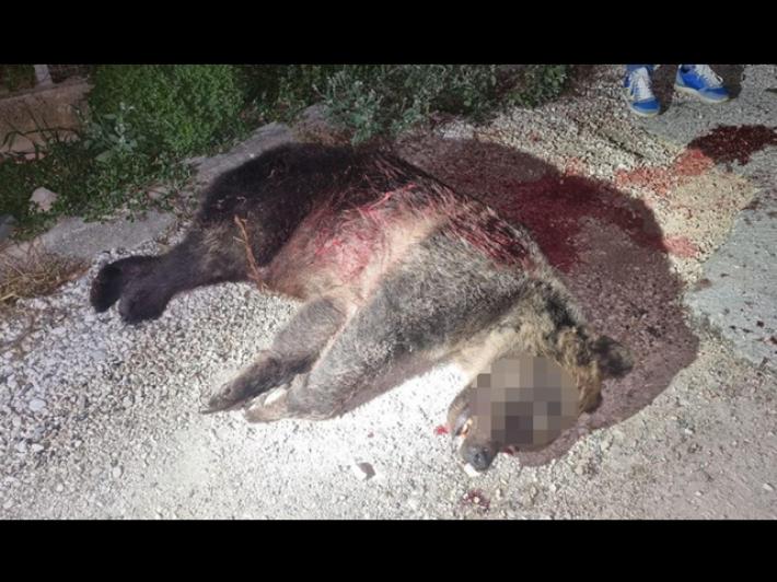 Inizia il processo per l'uccisione dell'orsa Amarena. Leal ammessa come parte civile