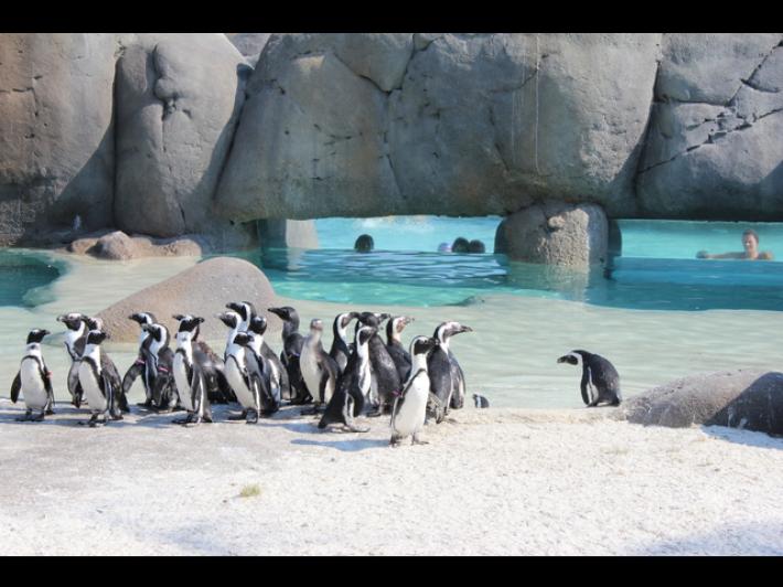 Al bioparco Zoom di Torino controllo delle uova di pinguini africani