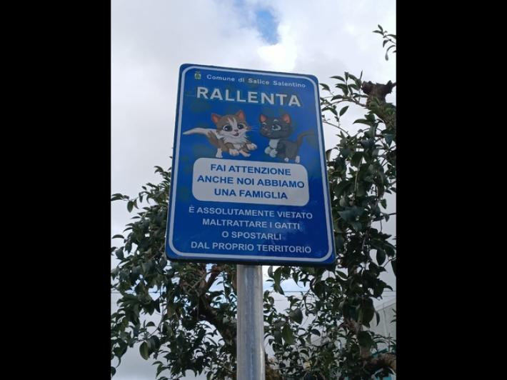 Cartelli stradali per tutelare gatti, "rallenta, anche noi abbiamo famiglia"