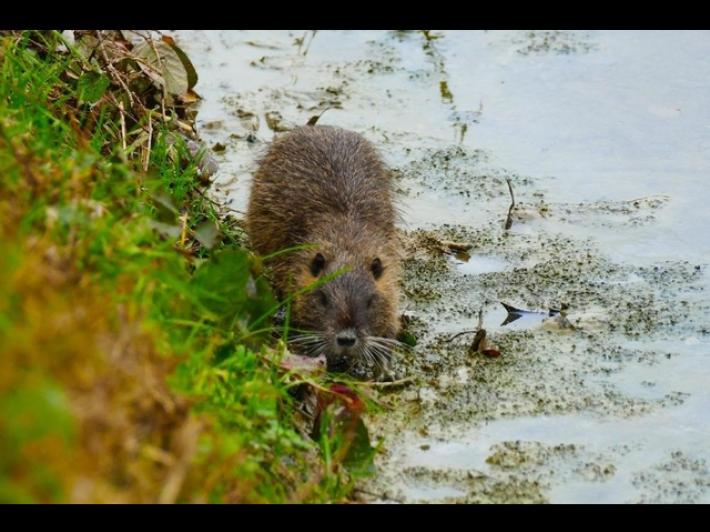 In Veneto una mozione per rendere commerciabile la carne di nutria