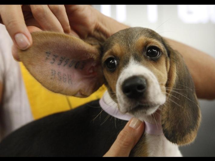 Report di Legambiente, da Amarena ai cavalli dopati, 'mai pi&ugrave; Green Hill'