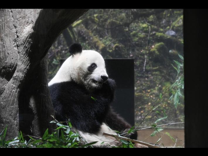 Fine di un'era in Giappone, la Cina si riprende gli ultimi due panda