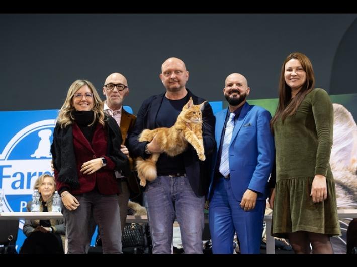 Un cucciolo di 'Maine Coon' &egrave; il gatto pi&ugrave; bello del mondo
