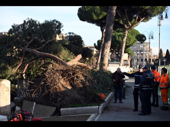 Crollo pini Fori Imperiali, domani al via primi abbattimenti selettivi