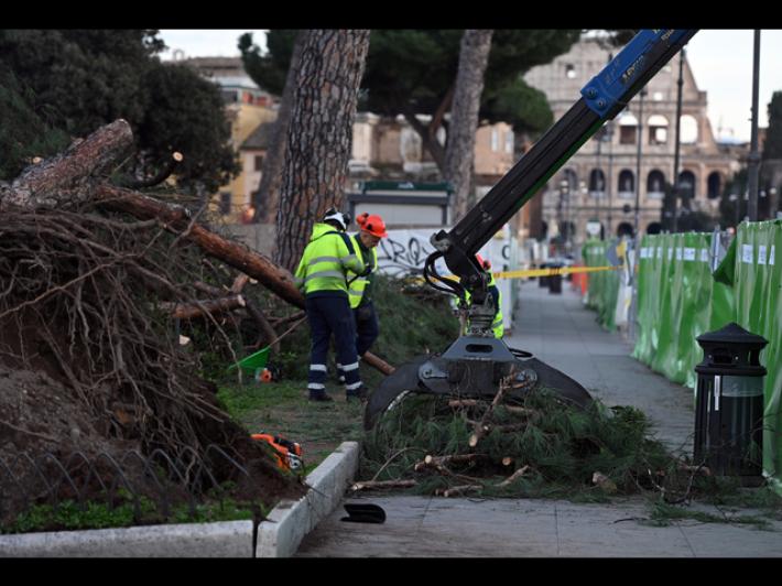 Crollo pini ai Fori Imperiali, agronomi 'scongiurare possibilit&agrave; abbattimenti'