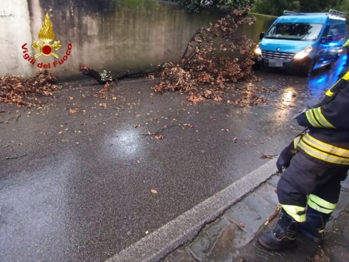 Maltempo, albero cade e colpisce scooterista a Firenze