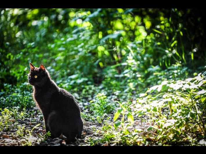 'Ha ucciso 3 gatti e tentato di sopprimere altri 5', medico indagato