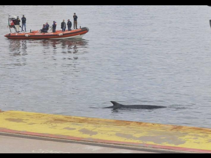 Balenottera avvistata nel porto di Napoli, stop agli aliscafi