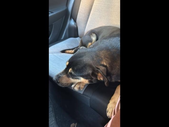 Il cane insegue per chilometri l'ambulanza su cui si trova il padrone