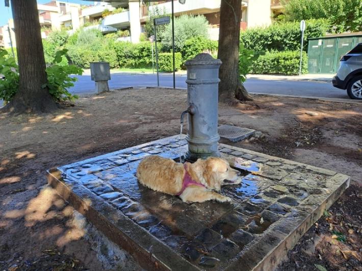 Tar, lo stop ai cani in aree comunali deve essere proporzionale