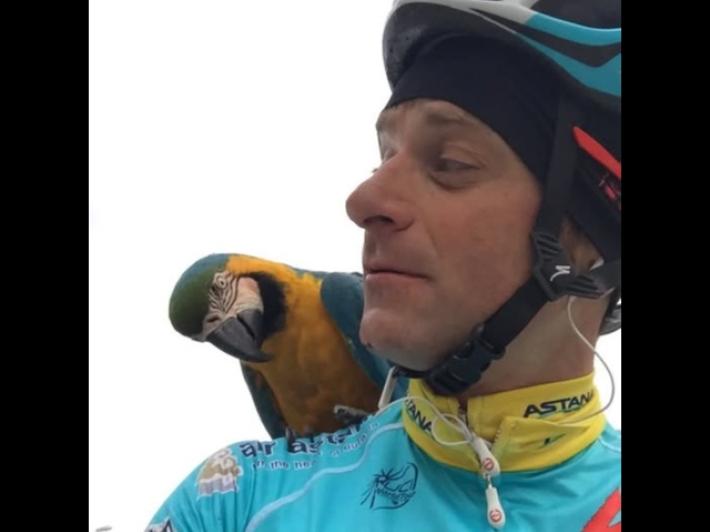 Rogo in azienda, morta Frankie la pappagallina che seguiva Michele Scarponi