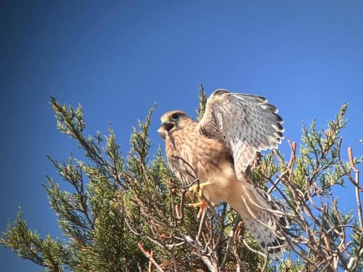 Ordinanza per difendere zona di Ansedonia dove i gheppi nidificano