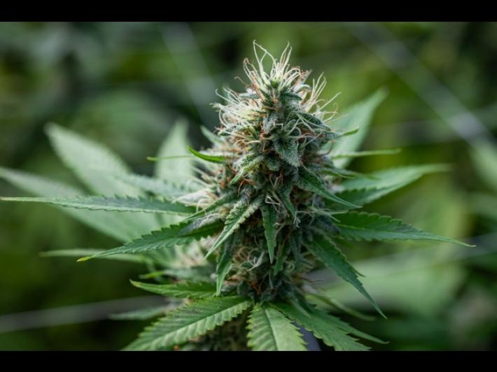 Coltivava legalmente cannabis light, valdostano finisce a processo