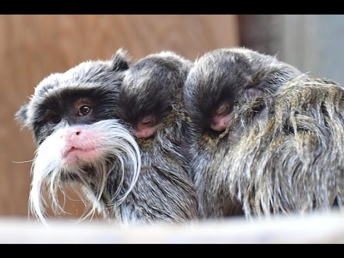 Al Bioparco di Roma sono nati due tamarini imperatore