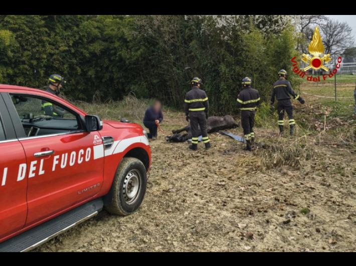 Cade in un fosso, cavallo salvato dai vigili del fuoco