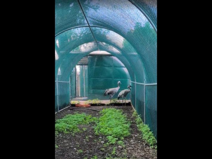 Rimasero ferite durante la migrazione, due Gru tornano a volare