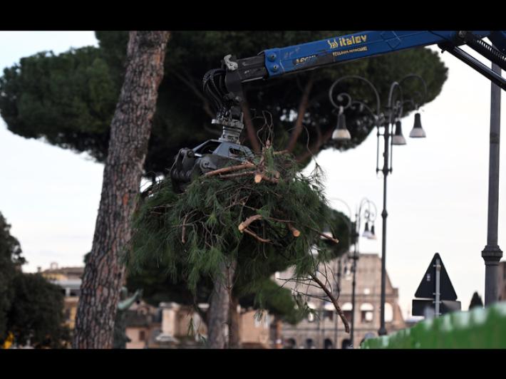 Il Tar non sospende l'abbattimento dei pini a rischio a Roma