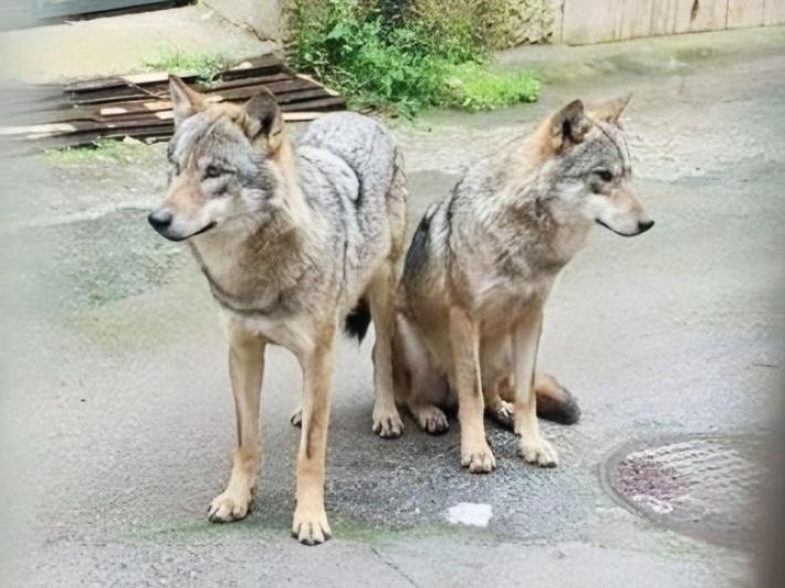 Due lupi a spasso in pieno giorno in cittadina del Salento