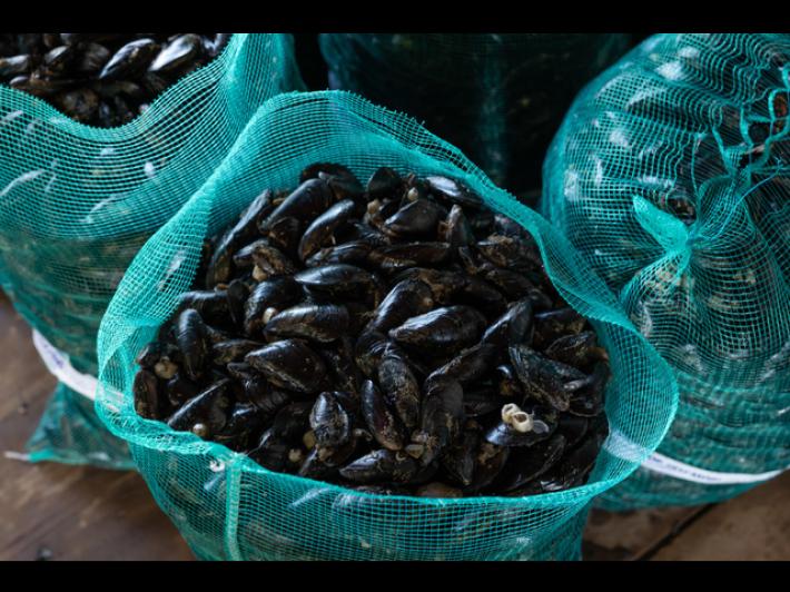 Epatite A: allevatori di cozze, 'bene controlli ma attenti agli abusivi'