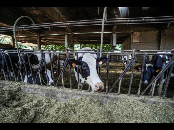 Frode da oltre 20 milioni nel commercio di bovini a Cuneo