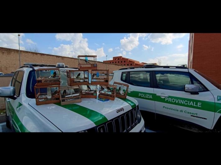 Cardellini catturati e accecati per farli cantare meglio