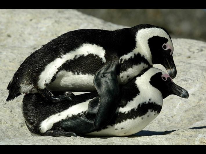 Openature acquisisce Zoomarine, dopo Zoom e Natura Viva