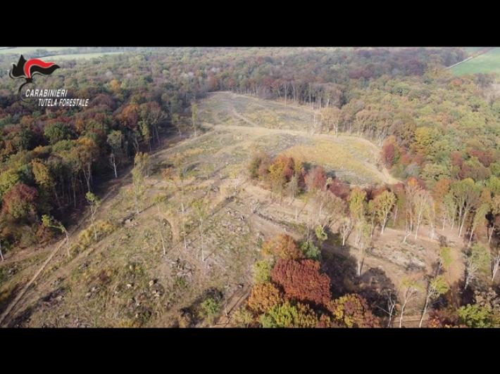 Bosco distrutto e legname rivenduto, danni per 37 ettari alle porte di Torino