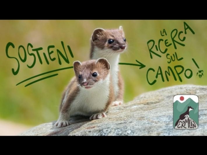 Universit&agrave; di Torino, un crowfunding per salvare l'ermellino