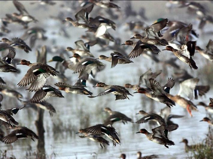 Caso di aviaria in un allevamento, soppressi 1.000 volatili in 12 ore