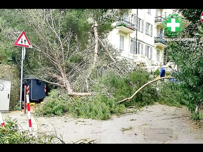 Vento forte a Genova, albero cade e ferisce una passante
